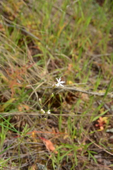 Lithophragma
