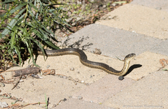 Thamnophis hammondii
