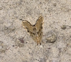 Parapoynx stratiotata