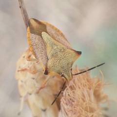 Carpocoris mediterraneus