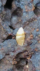 Carychium