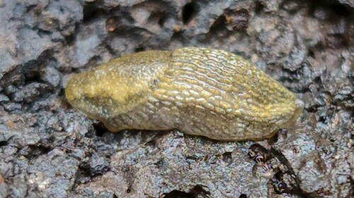 Arion distinctus observed 2022-09-05