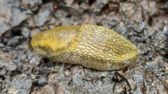 Arion intermedius