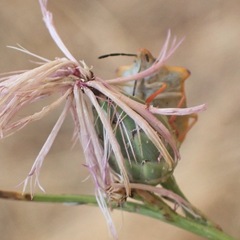 Carpocoris mediterraneus