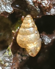 Achatinellidae