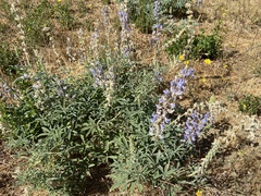 Lupinus formosus