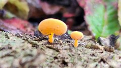 Favolaschia claudopus
