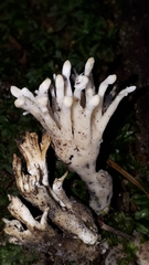 Clavulina rugosa