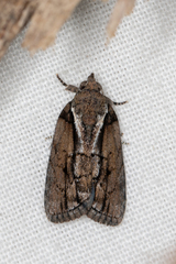 Etanna clopaea