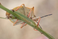 Carpocoris mediterraneus