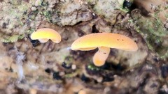 Favolaschia claudopus