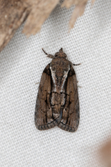 Etanna clopaea