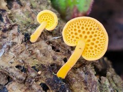 Favolaschia claudopus