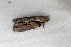 Etanna clopaea