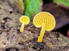 Favolaschia claudopus