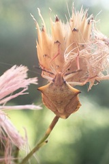 Carpocoris mediterraneus