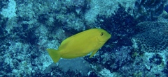 Acanthurus
