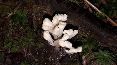 Clavulina rugosa