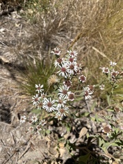 Eurybia radulina