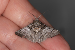 Hypobapta diffundens