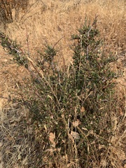 Ceanothus cuneatus