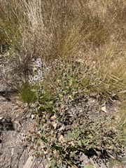 Eurybia radulina