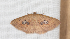 Epicyme rubropunctaria