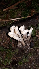 Clavulina rugosa