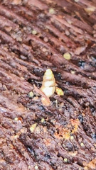 Carychium