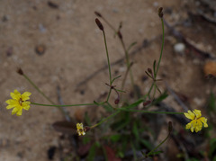 Goodenia berardiana