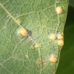 Aceria erinea