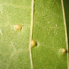 Aceria erinea