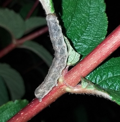Noctuinae