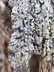 Dothideomycetes