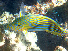 Acanthurus lineatus