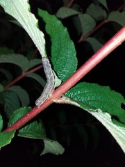 Noctuinae
