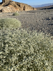 Tidestromia suffruticosa