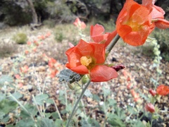 Sphaeralcea parvifolia