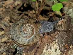 Ventridens ligera