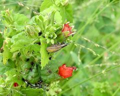 Diaprepes abbreviatus