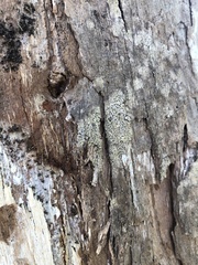 Dothideomycetes