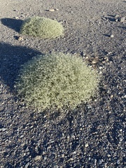 Tidestromia suffruticosa