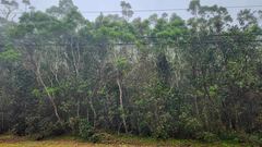 Metrosideros polymorpha