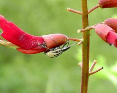 Diaprepes abbreviatus