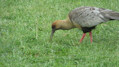 Theristicus melanopis