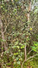 Metrosideros polymorpha