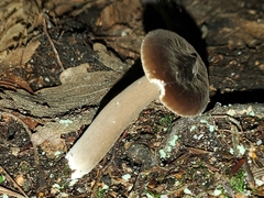 Lactarius lignyotus