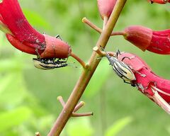 Diaprepes abbreviatus