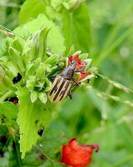 Diaprepes abbreviatus