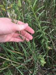 Brickellia eupatorioides
